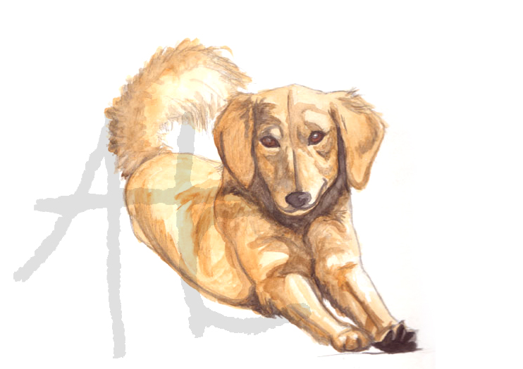 Golden Retriever (Dune)