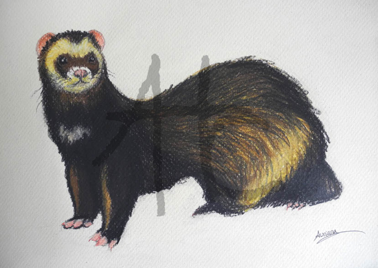 Eliott le furet