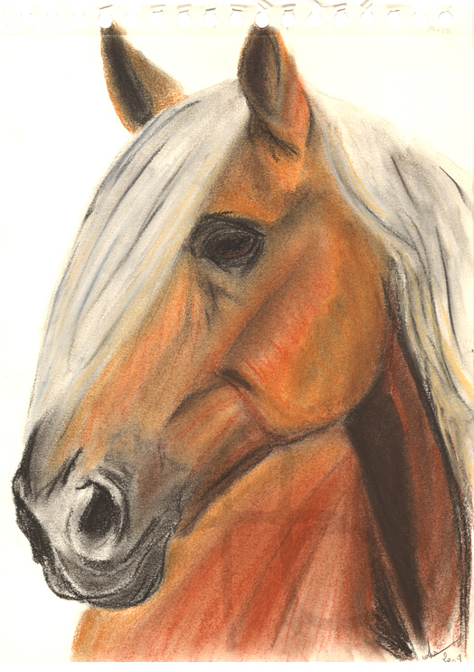 Portrait d'Haflinger