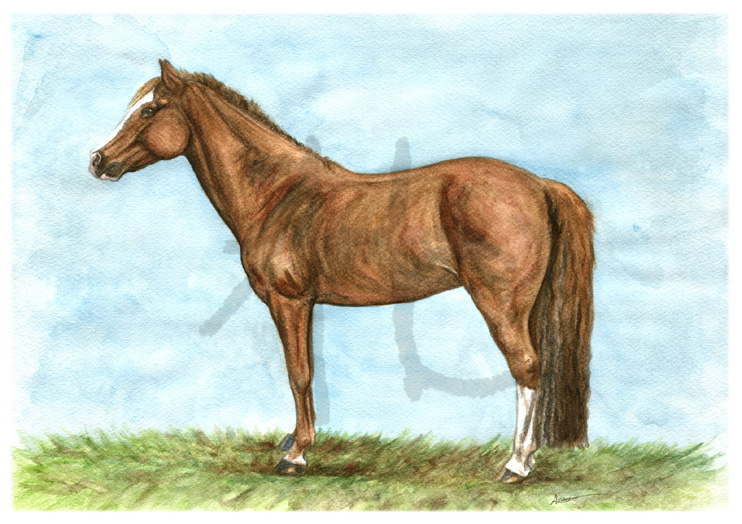 Téline (poney-club de la Seillonne)