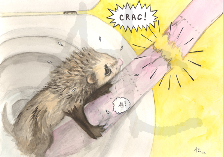 Furet à l'aquarelle