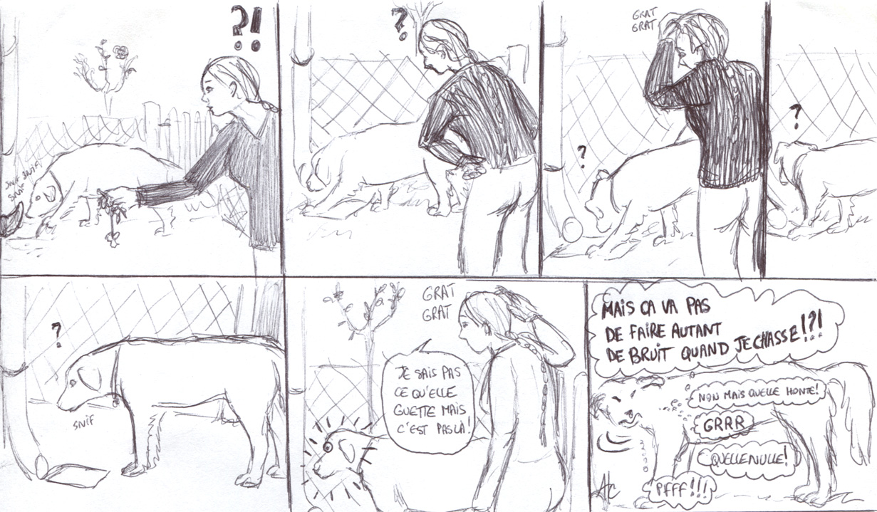 Un golden sachant chasser