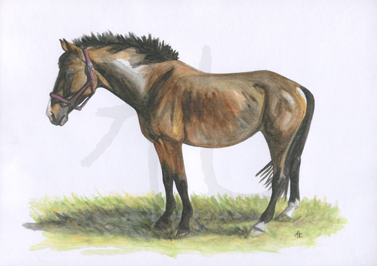 Quirouette (club hippique de Pech-David)