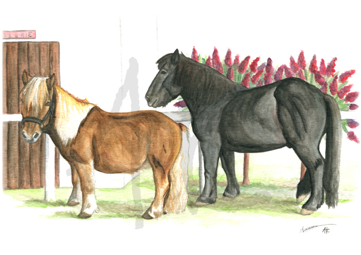 Frou-Frou et Schweppes (poney-club de Vigoulet-Auzil)